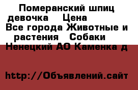 Померанский шпиц девочка  › Цена ­ 50 000 - Все города Животные и растения » Собаки   . Ненецкий АО,Каменка д.